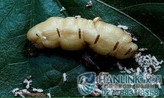 白蟻幼蟲長(zhǎng)什么樣？白蟻幼蟲圖片？