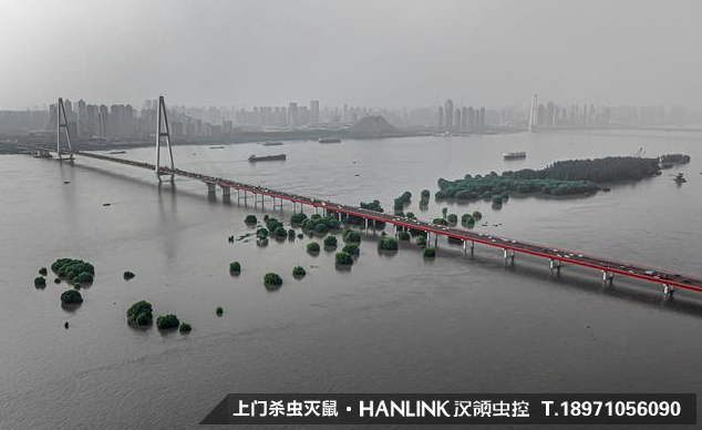 暴雨過后，蚊蟲鼠害帶來的問題影響